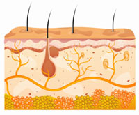 illustration of hair on skin