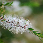 tea tree plant