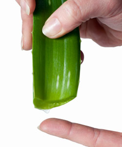 aloe vera