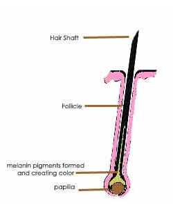 simple structure of hair